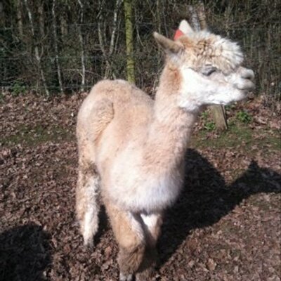 Profile Picture of David Guild (@walkedup) on Twitter