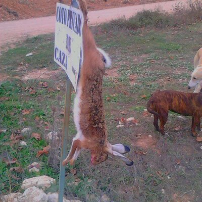 El Torete - Twitter Profile Picture of El Torete (@ArturoCorral5) on Twitter