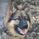 Profile Picture of Hannie Bloemheuvel (@chadow2014) on Instagram
