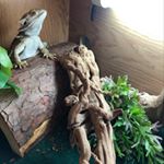 Profile Picture of Darryll Robinson Boss Men (@gaydarryll_) on Instagram