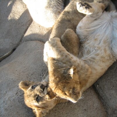 Profile Picture of Julia Glynn Warga (@juliaglynnwarga) on Twitter