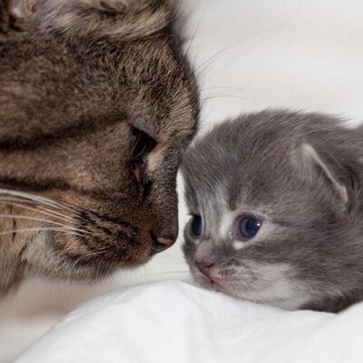 Profile Picture of Mandy Guthoff (@MGuthoff) on Twitter