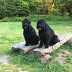 Jo Morrell - Instagram Profile Picture of Jo Morrell (@moscow_and_pavlov) on Instagram