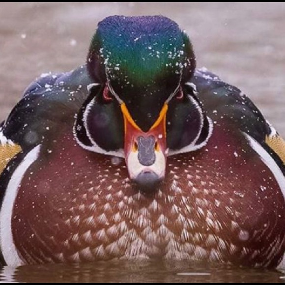 William Bryan - Poshmark Profile Picture of William Bryan (@wazzupwizzum) on Poshmark