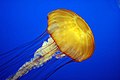 Profile Picture of Jellyfishon Wikipedia