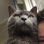 Profile Picture of Strawberry 🍓🐱 (@strawberrygordoncrosby) on Instagram