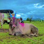 Profile Picture of बैलगाडा शर्यत ✨🌍 (@hindkesri_gotya_) on Instagram