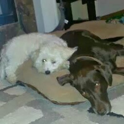 Profile Picture of Ashlee Olson (@olsona001) on Twitter