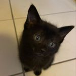 Profile Picture of Joey the brave (@happy.joe.diaries) on Instagram