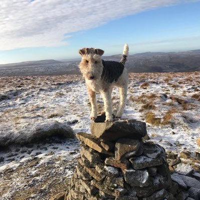 Profile Picture of Sir Monty Short-Hill Esq (@MontyShortHill1) on Twitter