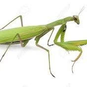 Profile Picture of Shawn Lindley (@roboflower) on Myspace