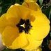 Profile Picture of Mrs. Margaret VanFossen (@margaretvanfossen) on Pinterest