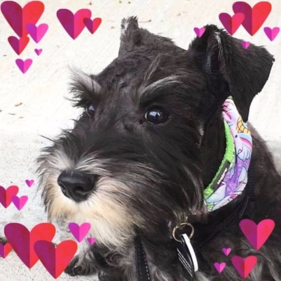 Profile Picture of Marykay Pfingsten (@mousse48) on Poshmark