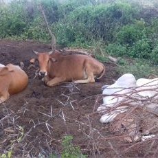 Profile Picture of Michael Chaka (@MichaelChaka11) on Twitter