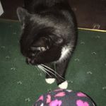 Profile Picture of Jacob Colbert (@jacob_the_cat.meow) on Instagram