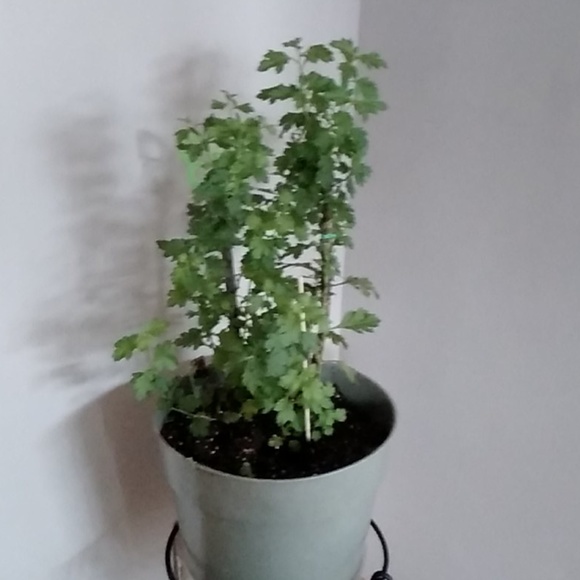 Balu Balu - Poshmark Profile Picture of Balu Balu (@balu_balu) on Poshmark