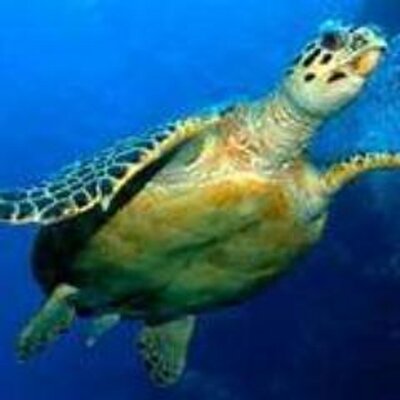 Profile Picture of Kenneth Toy (@KennethToy) on Twitter