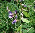 Profile Picture of Vicia cassubicaon Wikipedia