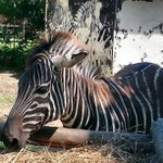 Profile Picture of Alan Reddick (@nogelant) on Instagram