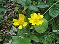 Profile Picture of Ranunculus bullatuson Wikipedia