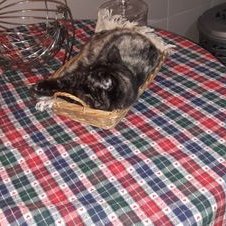 Profile Picture of José Carlos Da Costa Faria Faria (@JosCarl12864294) on Twitter