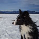 Profile Picture of jamie (@jamie_the_bordercolliemix) on Instagram