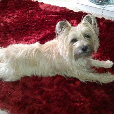 Profile Picture of Gillian Knight (@Ging_buck1) on Twitter