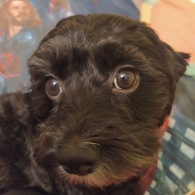 Michael Macho - Twitter Profile Picture of Michael Macho (@MichaelMacho6) on Twitter