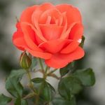 Profile Picture of Сlare (@clare_porter_) on Instagram