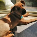 Profile Picture of Simone Palladino. (@palladino_sc) on Instagram