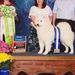 Profile Picture of Donna Glickman (@snokrestsamoyed) on Pinterest