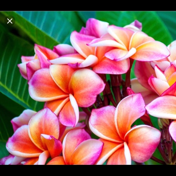 Profile Picture of Alex Sepulveda (@alexsep) on Poshmark