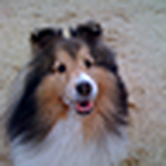 Profile Picture of Jeff Steele (@sheltie_fan) on Flickr