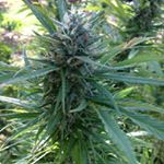 Profile Picture of thomas retardo (@thomasretardo) on Instagram