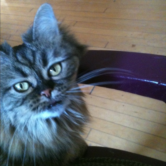 Profile Picture of Crystal Fey (@gypsywagon) on Poshmark