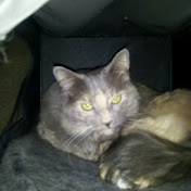 Profile Picture of Michael Gagne (@mikegagneiam1) on Youtube