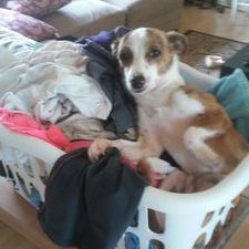 Profile Picture of Ryan Jacobson (@1NationUndrDOG) on Twitter