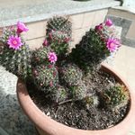 Profile Picture of Roberto Pancera (@ilpancio69) on Instagram