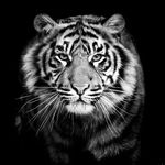 Profile Picture of Deborah McClure (@the_tigers_eye_) on Instagram