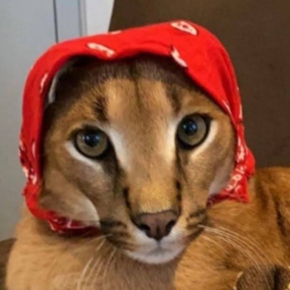 Profile Picture of Christopher Hynst (@matchma) on Poshmark