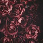 Verónica Haas - Instagram Profile Picture of Verónica Haas (@ver_hpwattpad) on Instagram