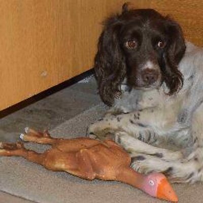 Profile Picture of Mark Osman (@mosman44) on Twitter