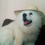 Tyler debeli pasonja - Instagram Profile Picture of Tyler debeli pasonja (@tyler.debeli.pasonja) on Instagram