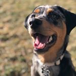 Profile Picture of Keeko (@keeko_the_aussie_rottie) on Instagram
