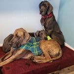 Profile Picture of Harley Eldred (@harley_edward_saurus) on Instagram