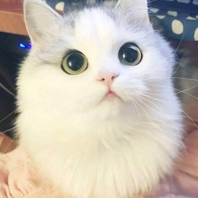 Profile Picture of Sherry Tsai (@SherryTsai7) on Twitter