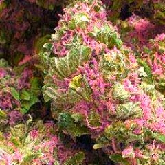 Profile Picture of Bloody Tendo (@DevaRedWolf) on Twitter