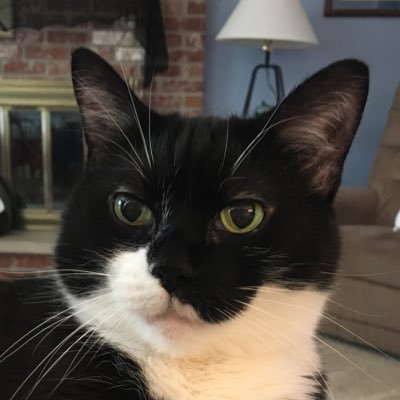 Profile Picture of Kris Elaine Nguyen (@KMNevils) on Twitter