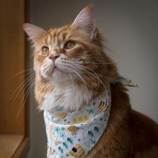 Profile Picture of Omar the Maine Coon (@omar_mainecoon) on Instagram