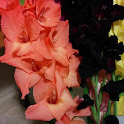 Profile Picture of Lara Sullivan (@larasullivan9457) on Youtube